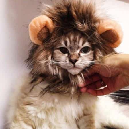 Funny Cute Pet Cat Costume Lion Mane Wig Cap Hat for Cat Dog Halloween Christmas Clothes Fancy Dress with Ears Pet Clothes 2